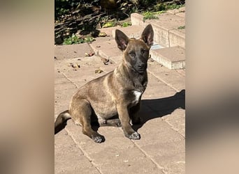 Giovanni, sensibler Mali-Dackelmix, ca. 6 Monate, ca. 35cm, ca. 13kg