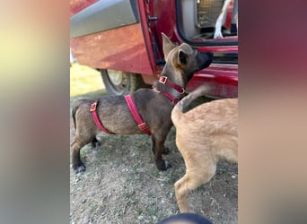 Giovanni, sensibler Mali-Dackelmix, ca. 6 Monate, ca. 35cm, ca. 13kg