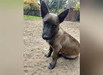 Giovanni, sensibler Mali-Dackelmix, ca. 6 Monate, ca. 35cm, ca. 13kg