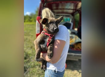 Giovanni, sensibler Mali-Dackelmix, ca. 6 Monate, ca. 35cm, ca. 13kg