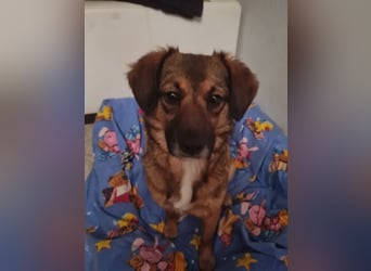 Sunshine,  1 Jahr, Dackel-Beagle-Schäferhund-Mix