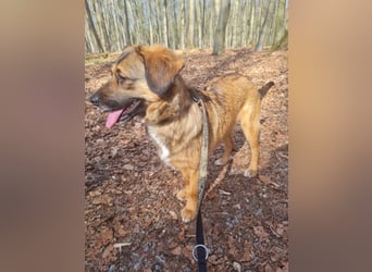 Sunshine,  1 Jahr, Dackel-Beagle-Schäferhund-Mix