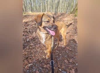 Sunshine,  1 Jahr, Dackel-Beagle-Schäferhund-Mix