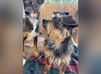 Kleiner TIKO sucht liebevolles Zuhause