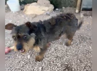 Kleiner TIKO sucht liebevolles Zuhause