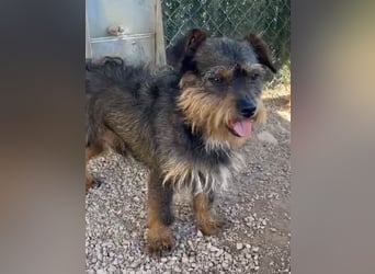 Kleiner TIKO sucht liebevolles Zuhause