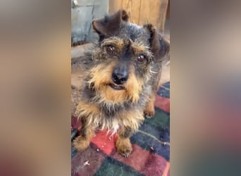 Kleiner TIKO sucht liebevolles Zuhause