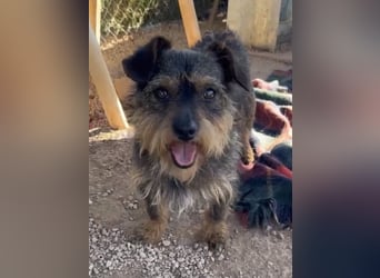 Kleiner TIKO sucht liebevolles Zuhause