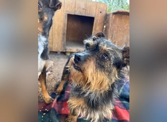 Kleiner TIKO sucht liebevolles Zuhause