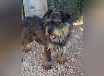 Kleiner TIKO sucht liebevolles Zuhause