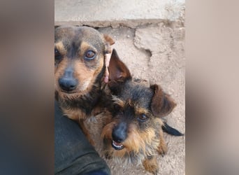 Kleiner TIKO sucht liebevolles Zuhause