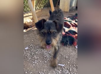 Kleiner TIKO sucht liebevolles Zuhause
