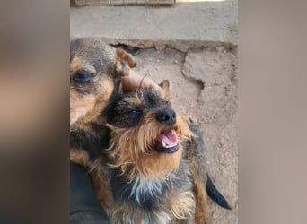 Kleiner TIKO sucht liebevolles Zuhause