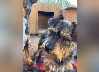 Kleiner TIKO sucht liebevolles Zuhause
