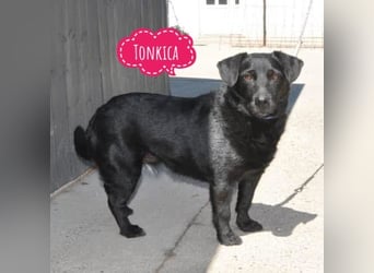 Tonkica ein absoluter Schatz