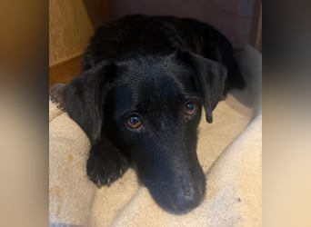 Tonkica ein absoluter Schatz