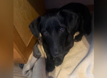 Tonkica ein absoluter Schatz