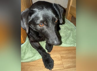 Tonkica ein absoluter Schatz