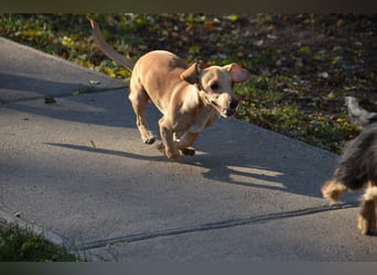 Sonnenschein Pille sucht ihr Körbchen