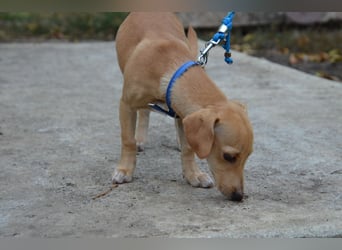 Sonnenschein Pille sucht ihr Körbchen