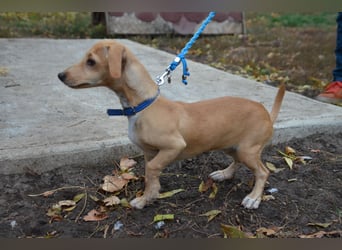 Sonnenschein Pille sucht ihr Körbchen