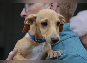 Sonnenschein Pille sucht ihr Körbchen