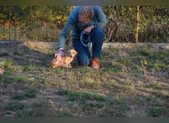 Sonnenschein Pille sucht ihr Körbchen