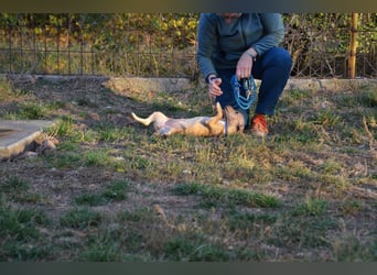 Sonnenschein Pille sucht ihr Körbchen