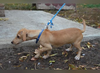 Sonnenschein Pille sucht ihr Körbchen