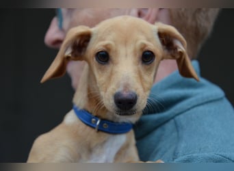 Sonnenschein Pille sucht ihr Körbchen