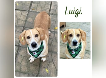 Luigi