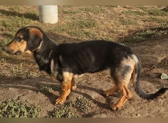 Felix