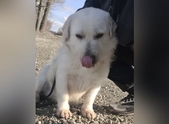 Furby ein kleiner weißer Engel