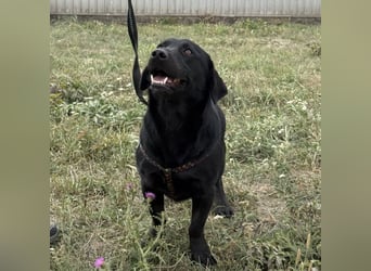 Brut ein kleiner Traumhund Brut ein kleiner Traumhund