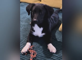 Lola ein Traumhaftes Wesen