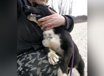 Amelie eine kleine freundliche Hündin