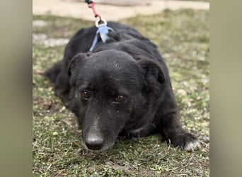 Pelle ein super lieber Hundebub