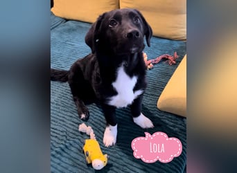 Lola ein Traumhaftes Wesen