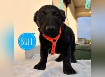 Buli ein Welpe zum Knuddeln