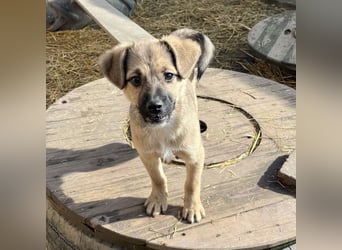 Tin run kleiner freundlicher Zwerg