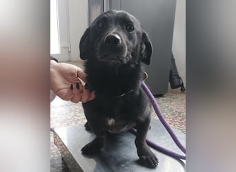 Elowen ein schwarzer Sonnenschein