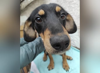 Liam ein absoluter Schatz