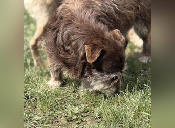 Labubu - sucht seinen Seelen-Mensch