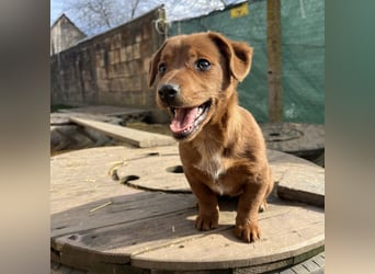 Bina ein freundliches Hundemädchen