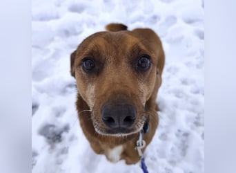 Moon ein super freundlicher Hundebub