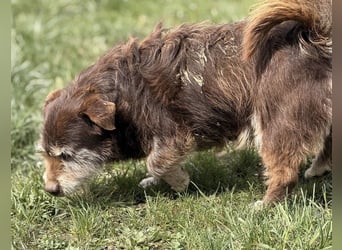 Labubu - sucht seinen Seelen-Mensch