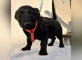 Buli ein Welpe zum Knuddeln