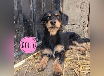 Dolly ein kleines Welpenmädchen