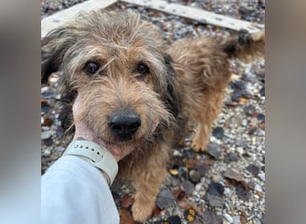 Pepco ein wundervoller Begleiter fürs Leben