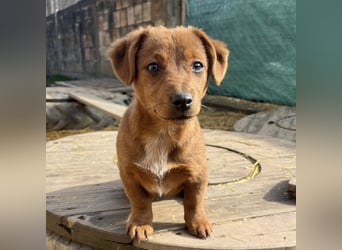 Bina ein freundliches Hundemädchen